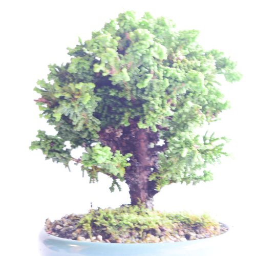 デレック　盆栽 石化ひのき 石化檜 石化檜（せっかひのき） - 盆栽・ミニ盆栽・苔玉の通販サイト
