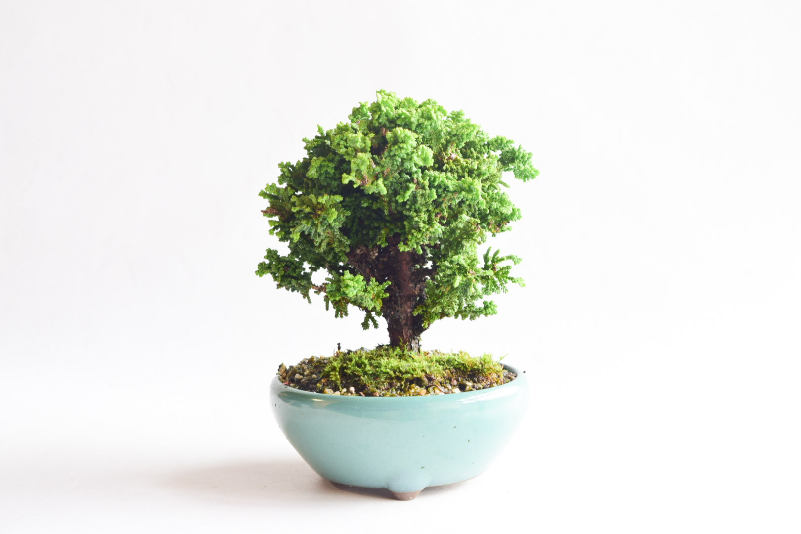 石化ヒノキ no.251 盆栽 盆栽やす 通販 16514139｜Creema(クリーマ)