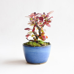 盆栽　メギ（９－６） メギ no.257 盆栽 盆栽やす 通販 16514175｜Creema(クリーマ)