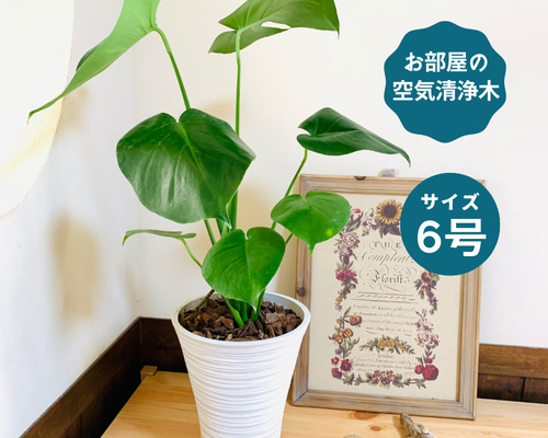 インテリア 葉っぱ 緑 3d0903b3a71b6a30ebe6a5278409b1