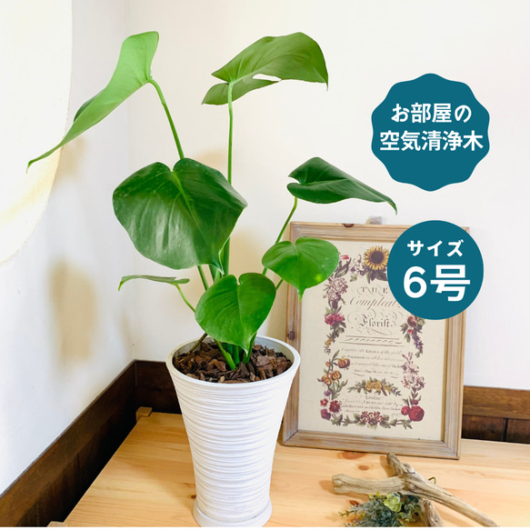 エキゾチックな葉っぱがオシャレ『モンステラ』6号ロング ホワイト