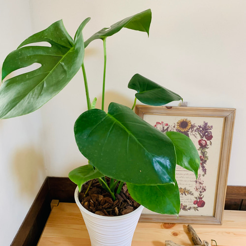 エキゾチックな葉っぱがオシャレ『モンステラ』6号ロング ホワイト