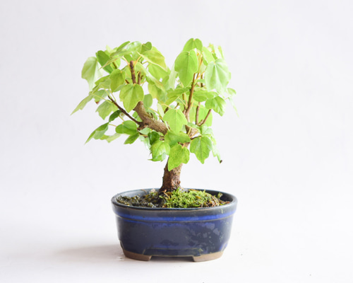 た*ー様 楓　盆栽 現在の展示 Current Exhibition 羽団扇楓 Fullmoon Maple 山