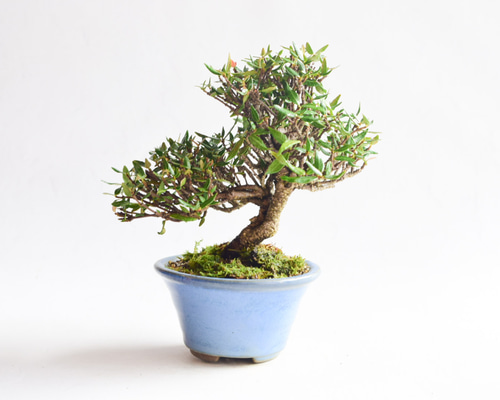 9a76679c874c942fc1a0076d039a66