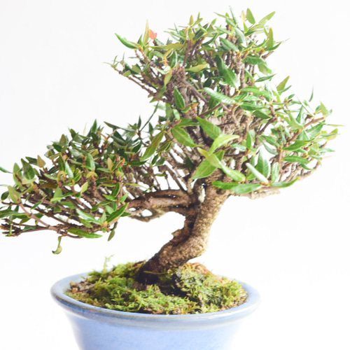 チリメンカズラ　 中型 盆栽 茶色い鉢 植物 チリメンカズラ-F2（ちりめんかずら・縮緬葛）雑木盆栽の販売と