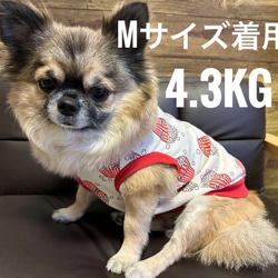 小型犬服　ポップコーン柄　コットンニット　わんこ服　犬服　かわいい 3枚目の画像