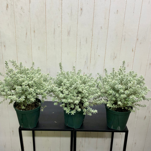 ウエストリンギアスモーキーホワイトとユーカリアルビダ苗木2種セット 美形 ウエストリンギアスモーキーホワイトとユーカリアルビダ苗木2種セット