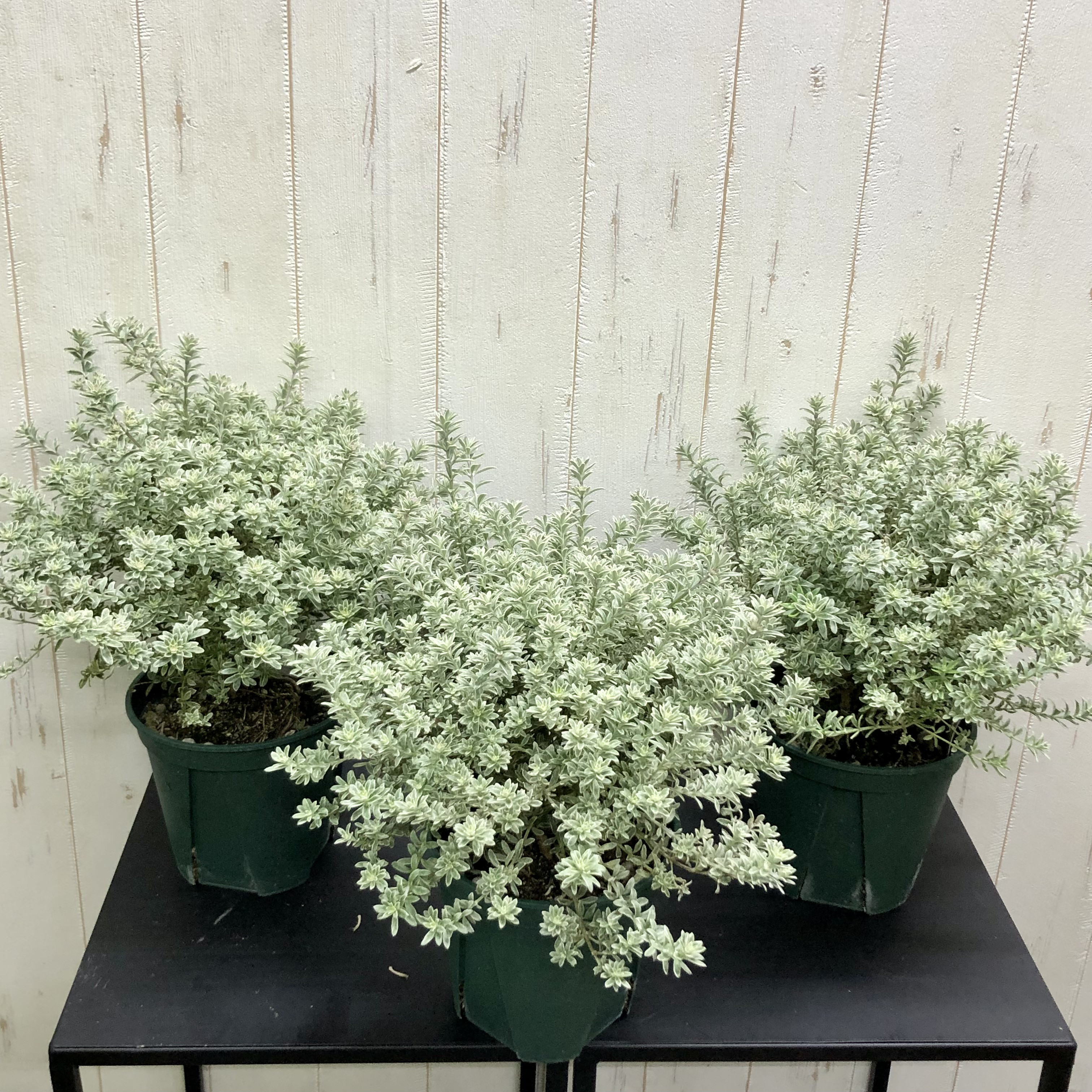 斑入り ウエストリンギア スモーキーホワイト 4個セット 4個セット ウエストリンギア 斑入り スモーキーホワイト