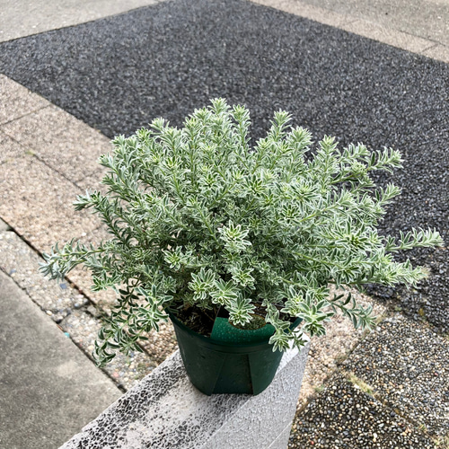 お得！ 大株 間延びなし ウエストリンギア スモーキーホワイト 5号 3鉢