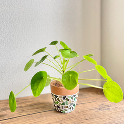 【現品限り】ピレアペペロミオイデス◇観葉植物◇3.5号鉢◇鉢カバー◇鉢付き◇ジュエリータイル鉢◇タイル鉢◇ガラスタイル 1枚目の画像