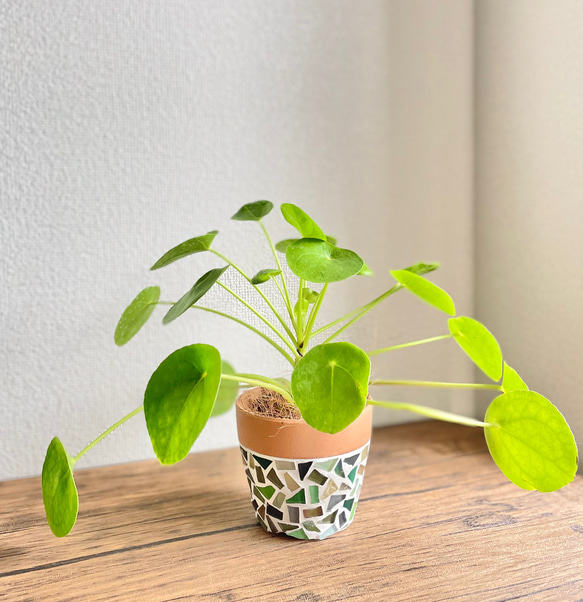 【現品限り】ピレアペペロミオイデス◇観葉植物◇3.5号鉢◇鉢カバー◇鉢付き◇ジュエリータイル鉢◇タイル鉢◇ガラスタイル 1枚目の画像