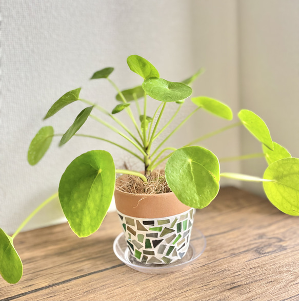 【現品限り】ピレアペペロミオイデス◇観葉植物◇3.5号鉢◇鉢カバー◇鉢付き◇ジュエリータイル鉢◇タイル鉢◇ガラスタイル 13枚目の画像