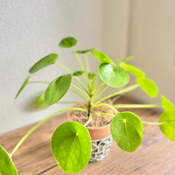 【現品限り】ピレアペペロミオイデス◇観葉植物◇3.5号鉢◇鉢カバー◇鉢付き◇ジュエリータイル鉢◇タイル鉢◇ガラスタイル 5枚目の画像