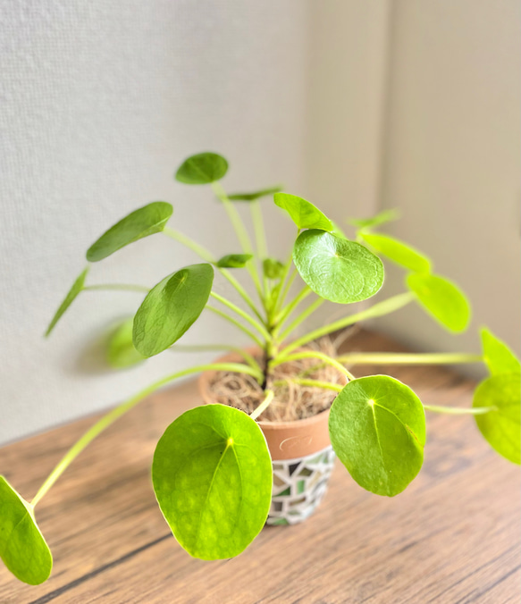 【現品限り】ピレアペペロミオイデス◇観葉植物◇3.5号鉢◇鉢カバー◇鉢付き◇ジュエリータイル鉢◇タイル鉢◇ガラスタイル 5枚目の画像