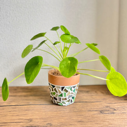 【現品限り】ピレアペペロミオイデス◇観葉植物◇3.5号鉢◇鉢カバー◇鉢付き◇ジュエリータイル鉢◇タイル鉢◇ガラスタイル 2枚目の画像