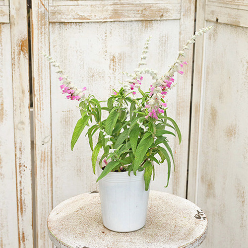 値下げ 花苗 宿根 サルビア レウカンサ ピンクアメジスト セージ 3.5号