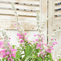 42677e594cfe66bd726a2c2f4b2bd3