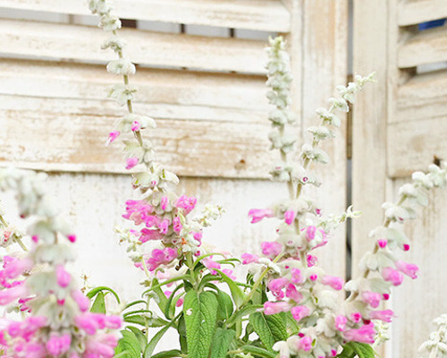 42677e594cfe66bd726a2c2f4b2bd3