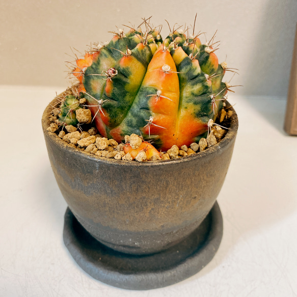 現品］【希少】ギムノカリキウム ミハノビッチ サボテン 緋牡丹