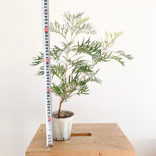 【現品】グレビレア・ロビンゴードン　グレビリア　10号　SB番 グレビレア ロビンゴードン オージープランツ 常緑 : nico-flowers