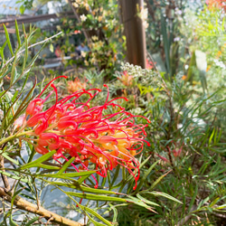 リューカデンドロン プルモサス ルブルム 新鮮な種子15粒 オージー