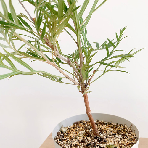 グレビレア ロビンゴードン オージープランツ ロックガーデン