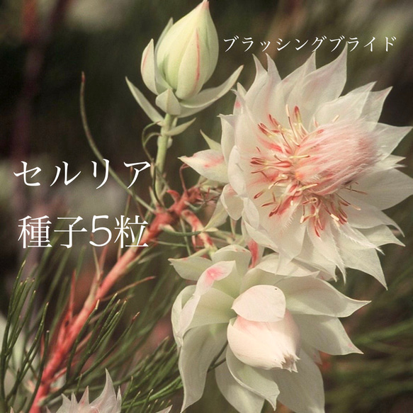 セルリア セット セルリア2種＋グレビレア1種 3鉢セット