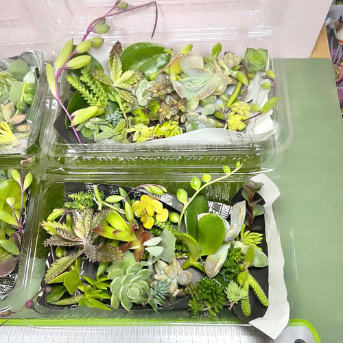 多肉植物カット苗〜350円詰め合わせ フードパック発送(50グラムほど