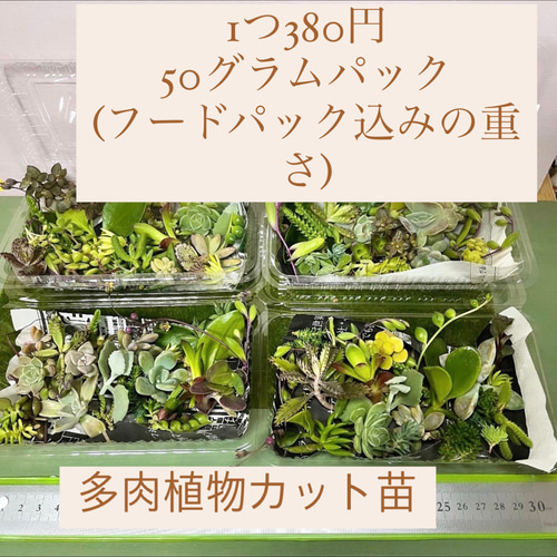 多肉植物カット苗〜350円詰め合わせ フードパック発送(50グラム