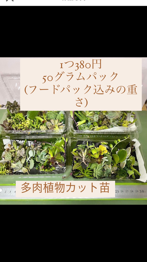 多肉植物カット苗〜350円詰め合わせ フードパック発送(50グラムほど