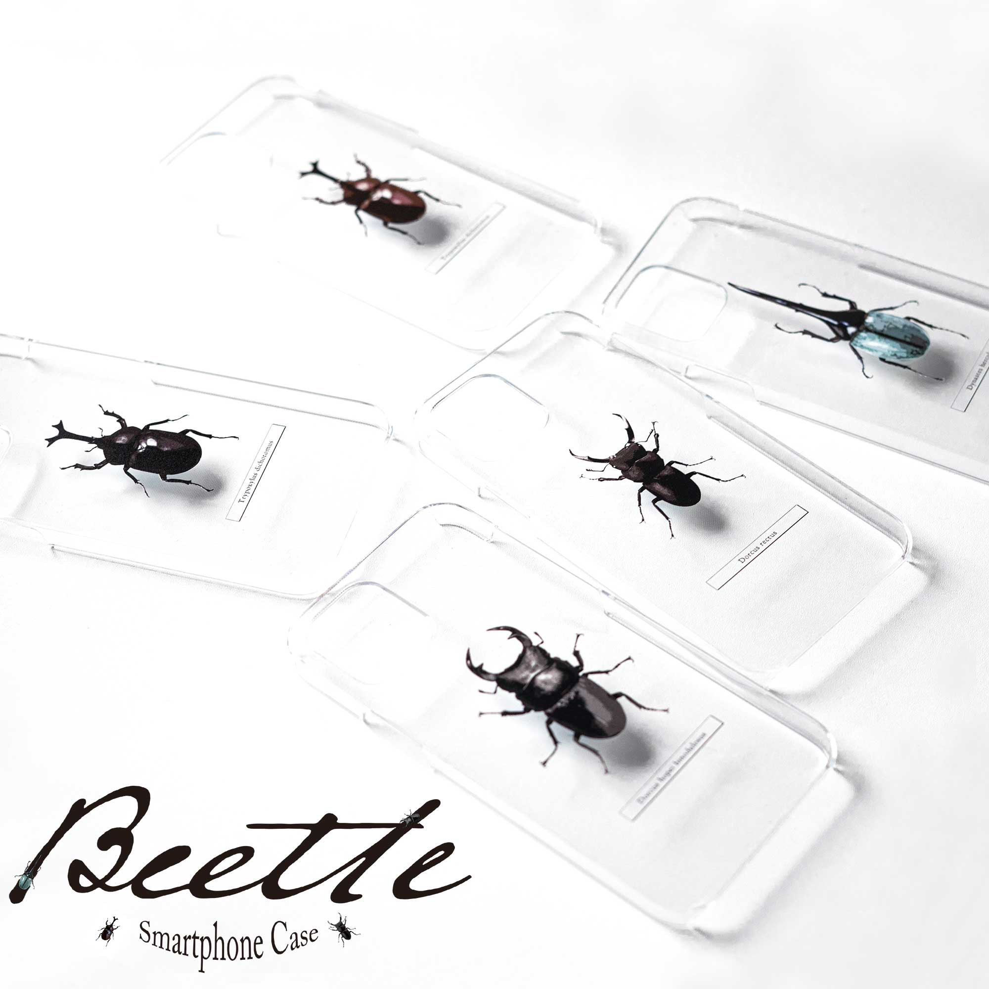 カブトムシ 標本 透明ケース入り　ヘラクレスオオカブト Amazon.co.jp: カブトムシ 標本 透明ケース入り ヘラクレス