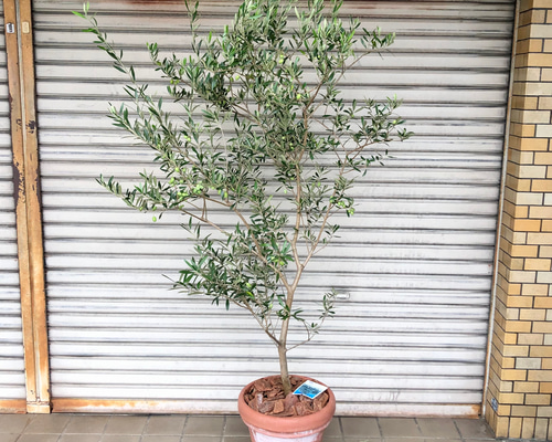 オリーブ エルグレコ テラコッタ鉢植え 苗 オリーブ エルグレコ 持ち