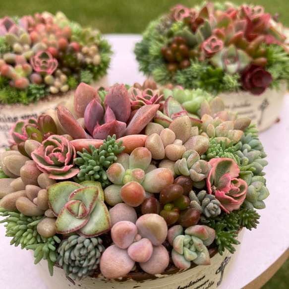 多肉寄せ植え✿くまちゃん✿そのまま飾れます ☆送料無料☆♡そのまま飾れる♡リスちゃんのガーデン♬多肉植物