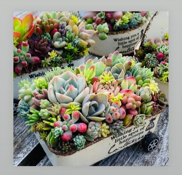 多肉寄せ植えバスケット★ちまちま寄せ植え ちまちま寄せ✨ | CAINZ DIY Square