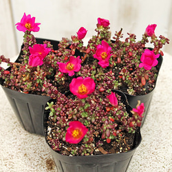 花苗 多肉植物 ポーチュラカ ピンキー 3号 ピンクの花 多年草 紅葉 乾燥に強い 育てやすい 暑さに強い 庭 鉢植 1枚目の画像