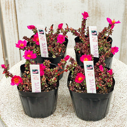 花苗 多肉植物 ポーチュラカ ピンキー 3号 ピンクの花 多年草 紅葉 乾燥に強い 育てやすい 暑さに強い 庭 鉢植 2枚目の画像