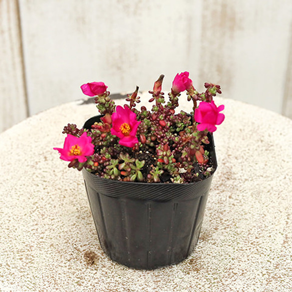 花苗 多肉植物 ポーチュラカ ピンキー 3号 ピンクの花 多年草 紅葉 乾燥に強い 育てやすい 暑さに強い 庭 鉢植 4枚目の画像