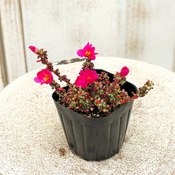 花苗 多肉植物 ポーチュラカ ピンキー 3号 ピンクの花 多年草 紅葉 乾燥に強い 育てやすい 暑さに強い 庭 鉢植 5枚目の画像