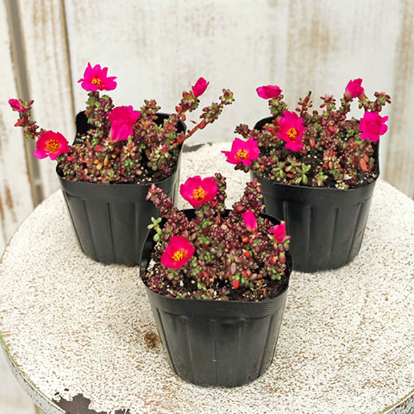 花苗 多肉植物 ポーチュラカ ピンキー 3号 ピンクの花 多年草 紅葉 乾燥に強い 育てやすい 暑さに強い 庭 鉢植 3枚目の画像