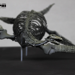 受注生産】プレシオサウルス類 縮小全身骨格模型 その他置物 アンフィ