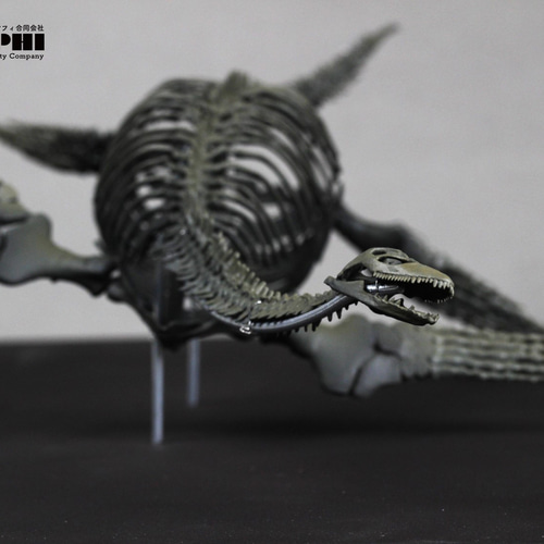 受注生産】プレシオサウルス類 縮小全身骨格模型 その他置物 アンフィ