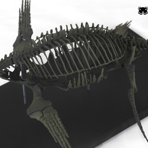 プレシオサウルスの仲間の骨化石