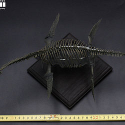 【受注生産】プレシオサウルス類　縮小全身骨格模型 10枚目の画像