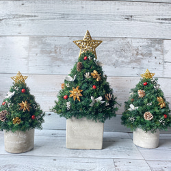 限定5個　卓上サイズ　プリザーブドフラワーグリーンのミニクリスマスツリー（丸型器・金の星） 5枚目の画像