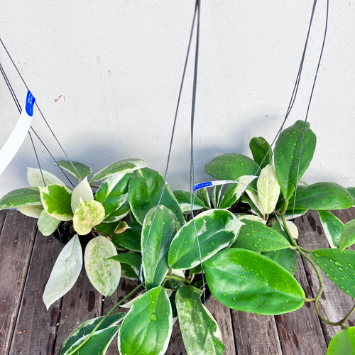 希少ホヤ♪インクラサッタ♪吊り鉢♪観葉植物♪斑入り アート