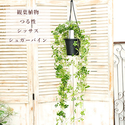 観葉植物 観葉植物 パーセノ シッサス シュガーバイン 吊り鉢 4号 つる性 多年草