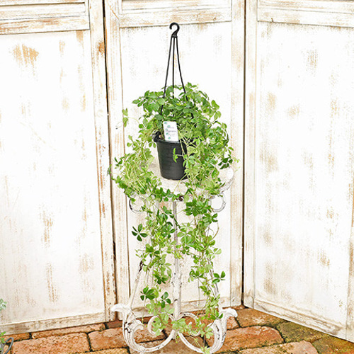 シュガーパイン 様 専用出品 シュガーパイン 様 専用出品