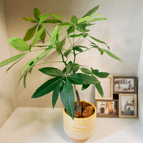 けんけん様パキラ陶器鉢観葉植物室内