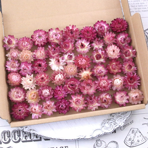 ヘリクリサム （ピンク系） 貝細工 ドライフラワー ドライフラワー