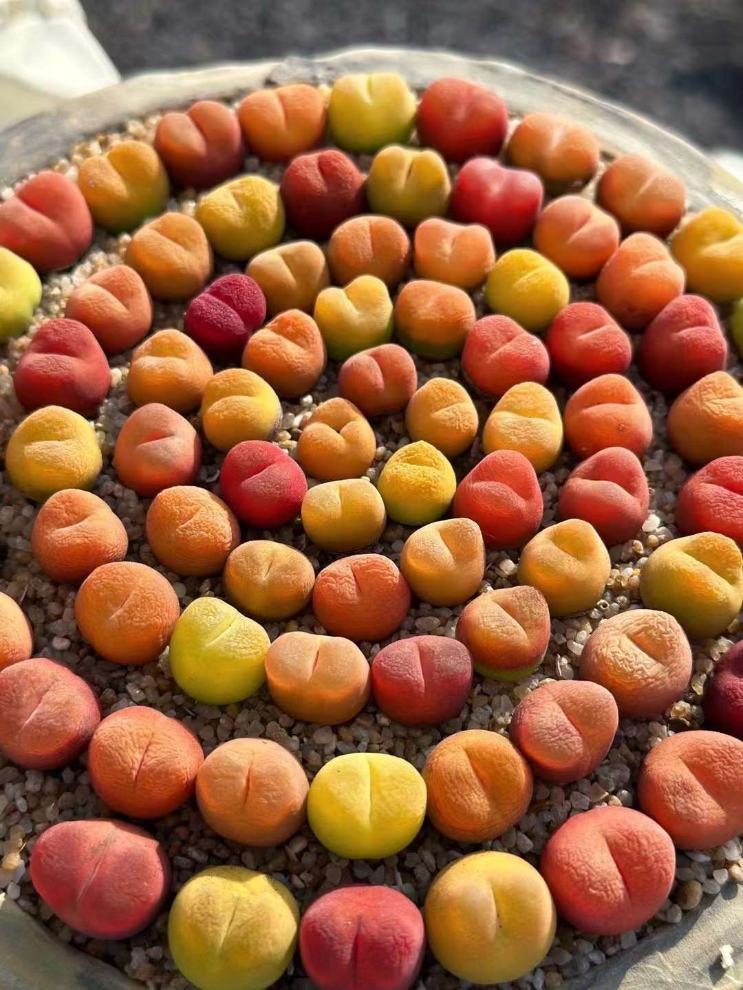 多肉植物 コノフィツム マウガニー 水蜜桃 1cm以上 3苗1セット 抜き苗  